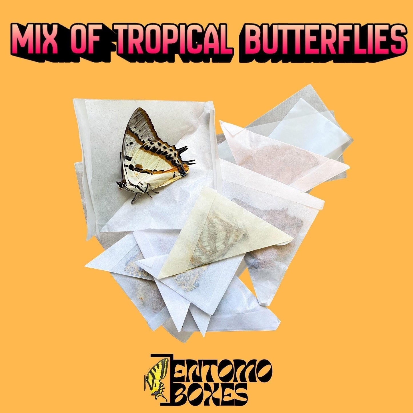dry tropical butterflies in paper bags (etsy image id: 8039656687)