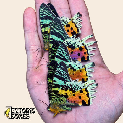 urania ripheus moths (etsy image id: 8044949659)