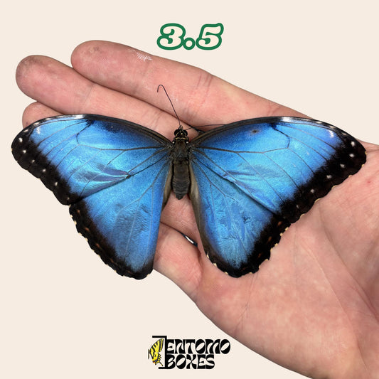 véritable bleu Morpho papillon: spécimen sec défectueux B-qualité pour réparation taxidermique