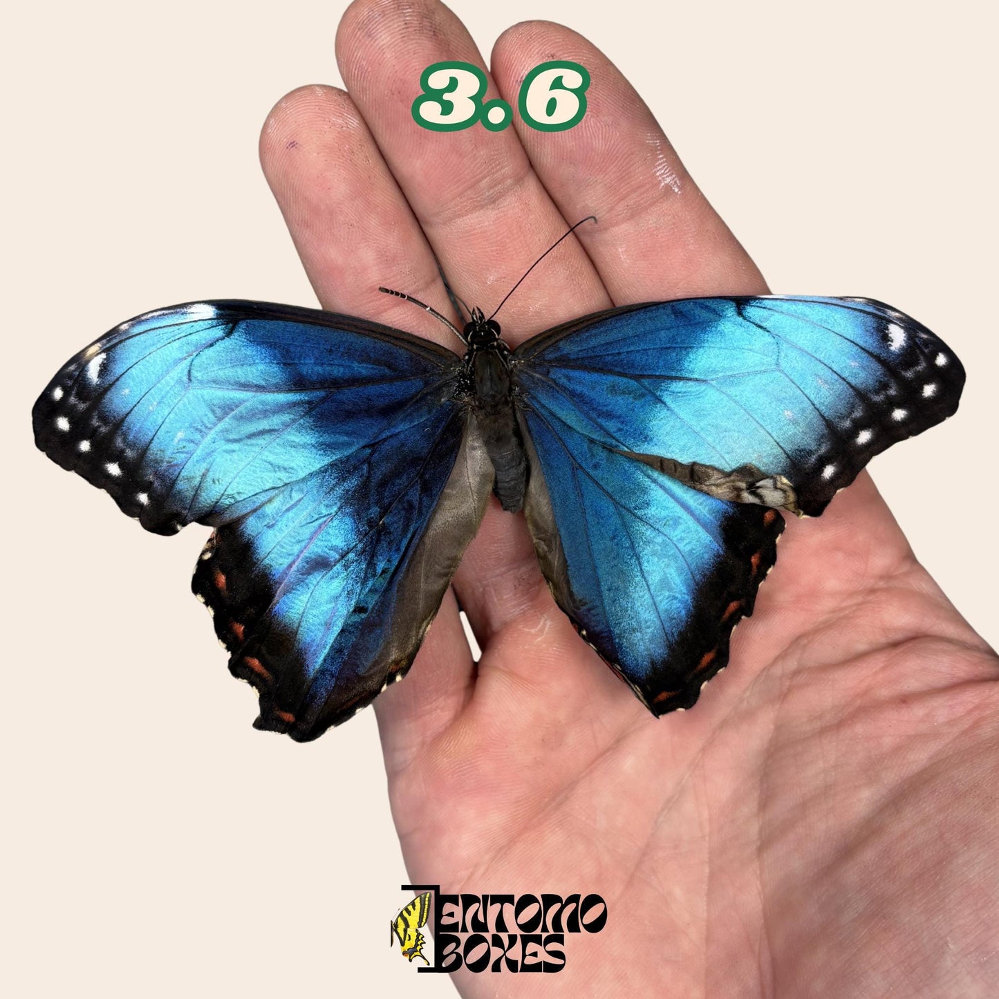 véritable bleu Morpho papillon: spécimen sec défectueux B-qualité pour réparation taxidermique
