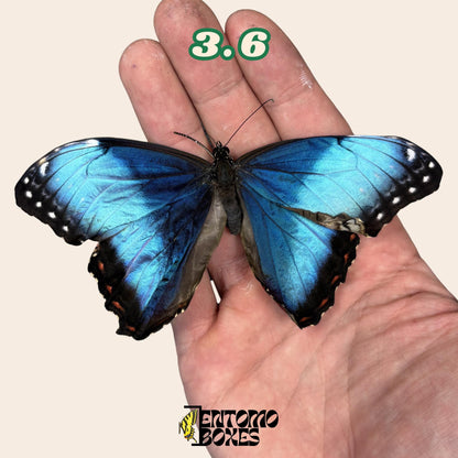 véritable bleu Morpho papillon: spécimen sec défectueux B-qualité pour réparation taxidermique