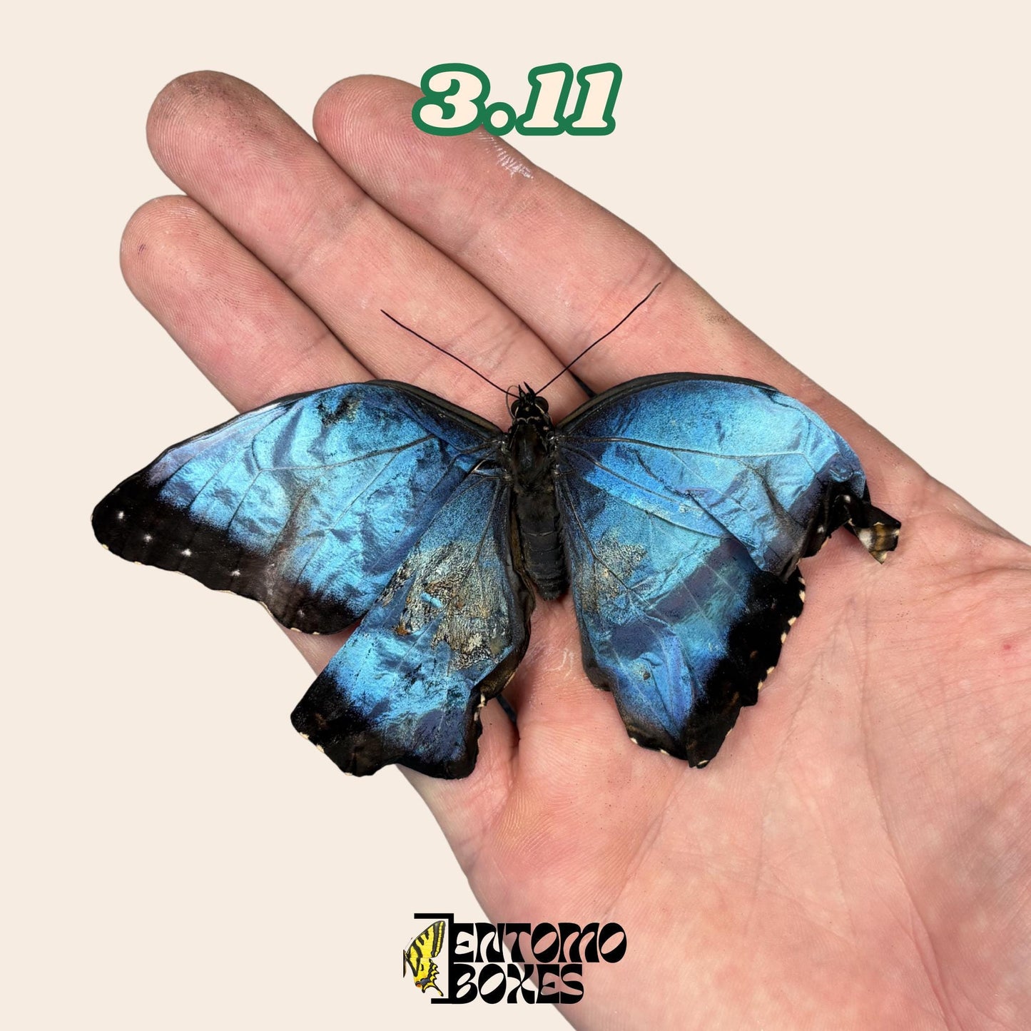 véritable bleu Morpho papillon: spécimen sec défectueux B-qualité pour réparation taxidermique