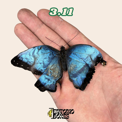 véritable bleu Morpho papillon: spécimen sec défectueux B-qualité pour réparation taxidermique