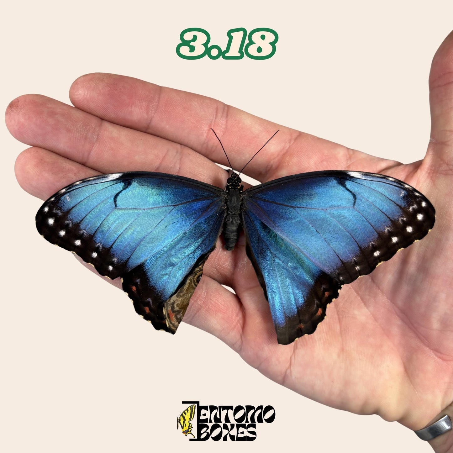 véritable bleu Morpho papillon: spécimen sec défectueux B-qualité pour réparation taxidermique