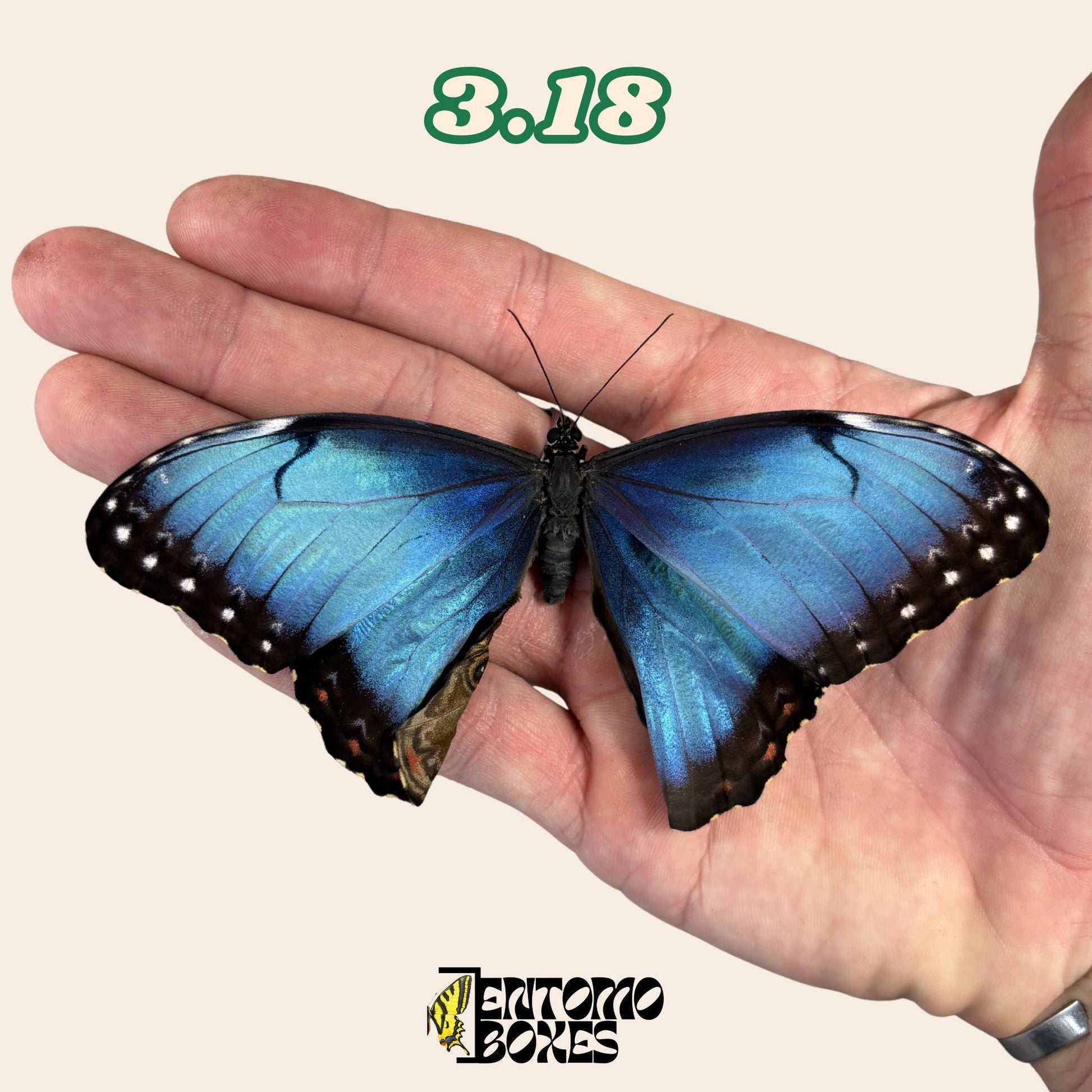 véritable bleu Morpho papillon: spécimen sec défectueux B-qualité pour réparation taxidermique