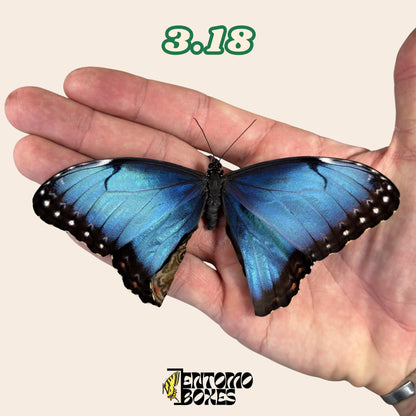 véritable bleu Morpho papillon: spécimen sec défectueux B-qualité pour réparation taxidermique