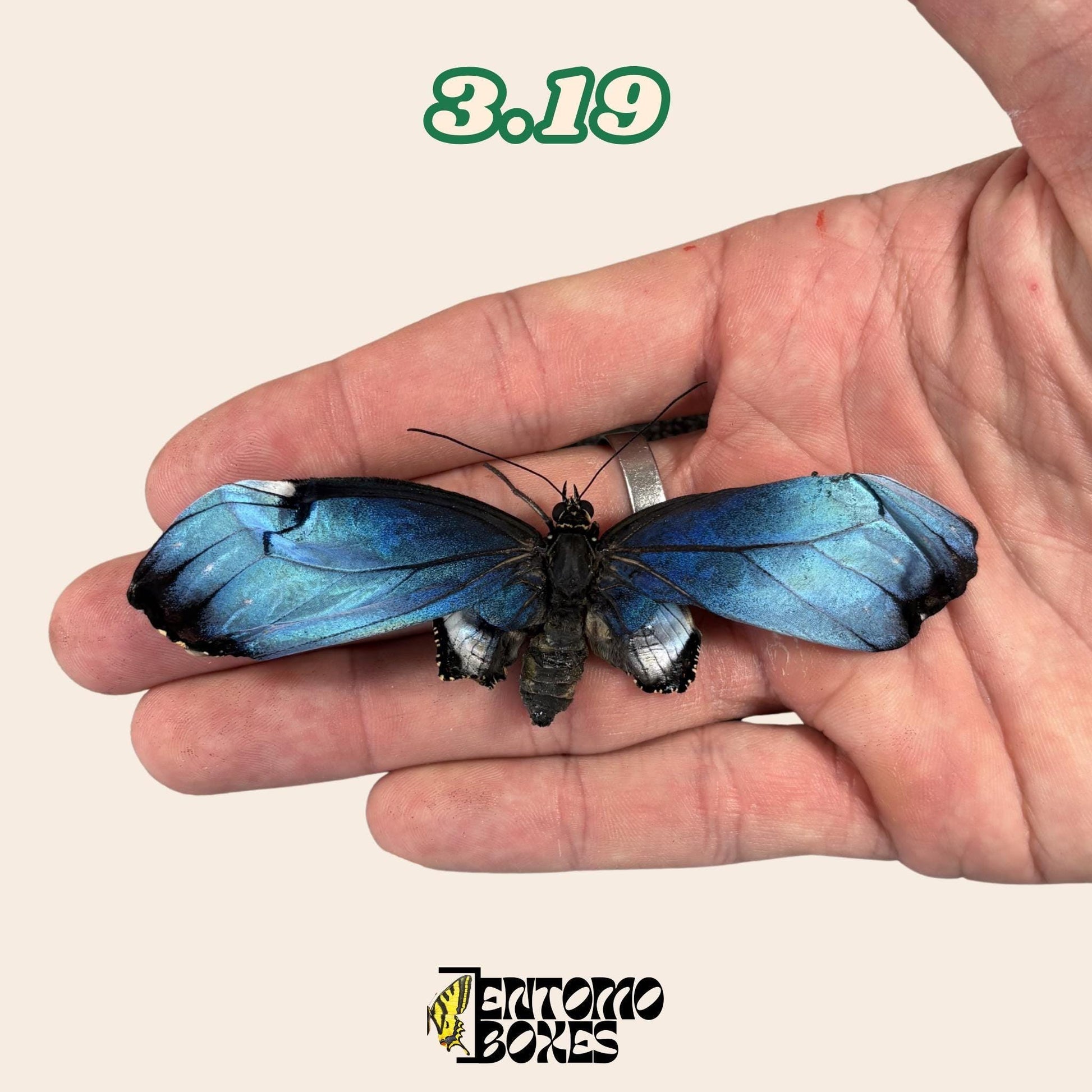 véritable bleu Morpho papillon: spécimen sec défectueux B-qualité pour réparation taxidermique
