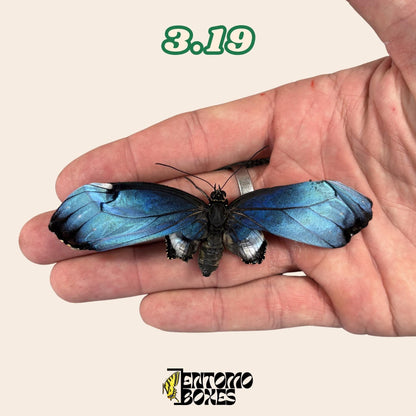 véritable bleu Morpho papillon: spécimen sec défectueux B-qualité pour réparation taxidermique