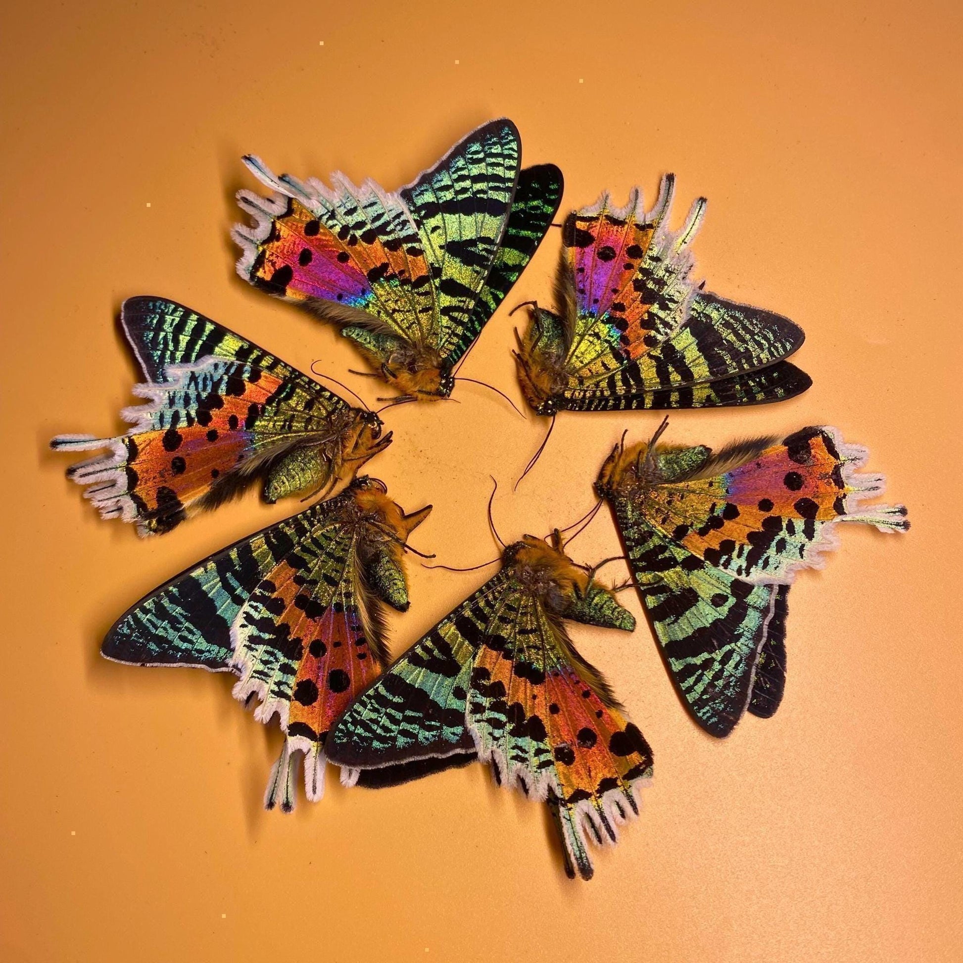 Urania ripheus ailes