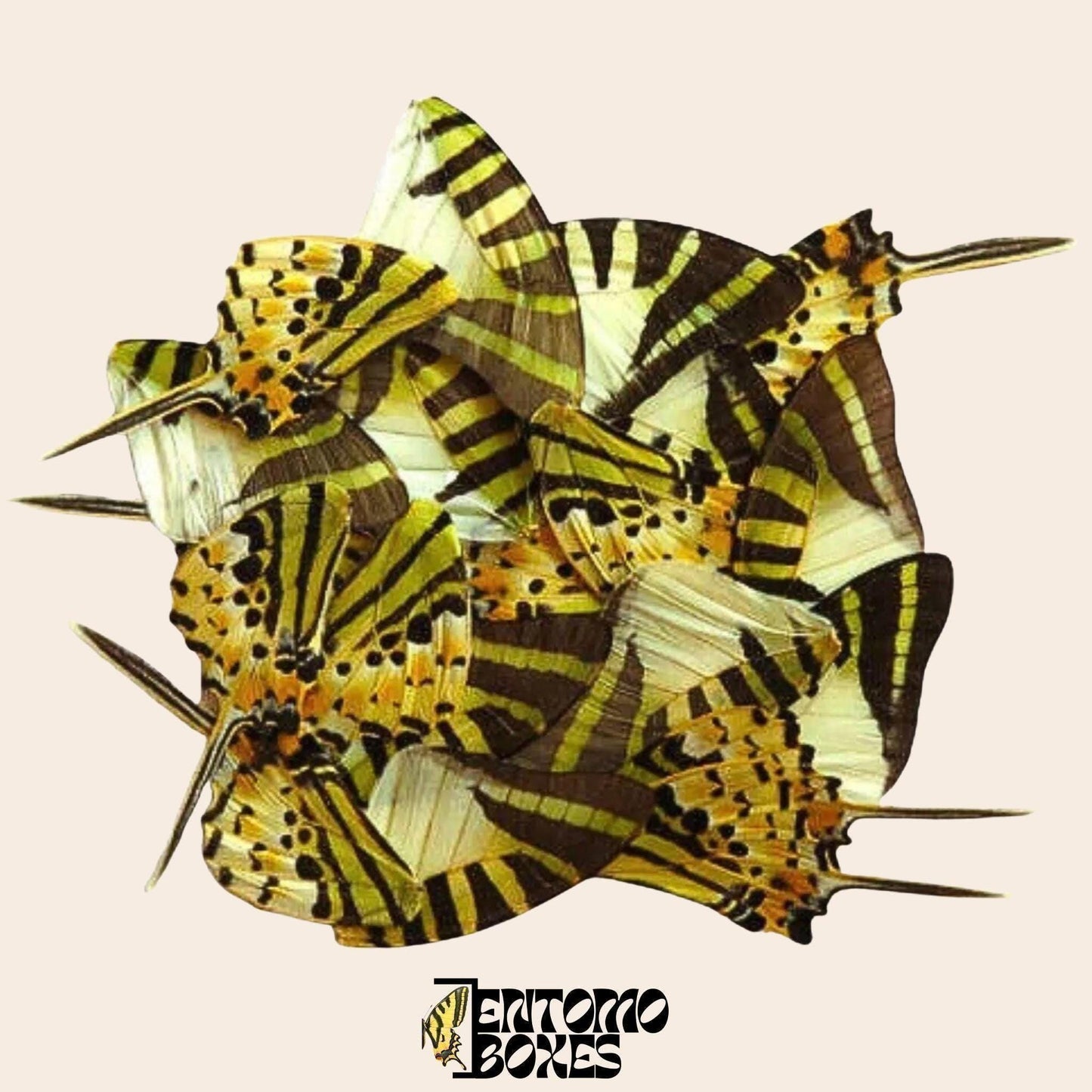 20 pcs véritable papillon insecte ailes pour Art DIY décoration intérieure collection taxidermique