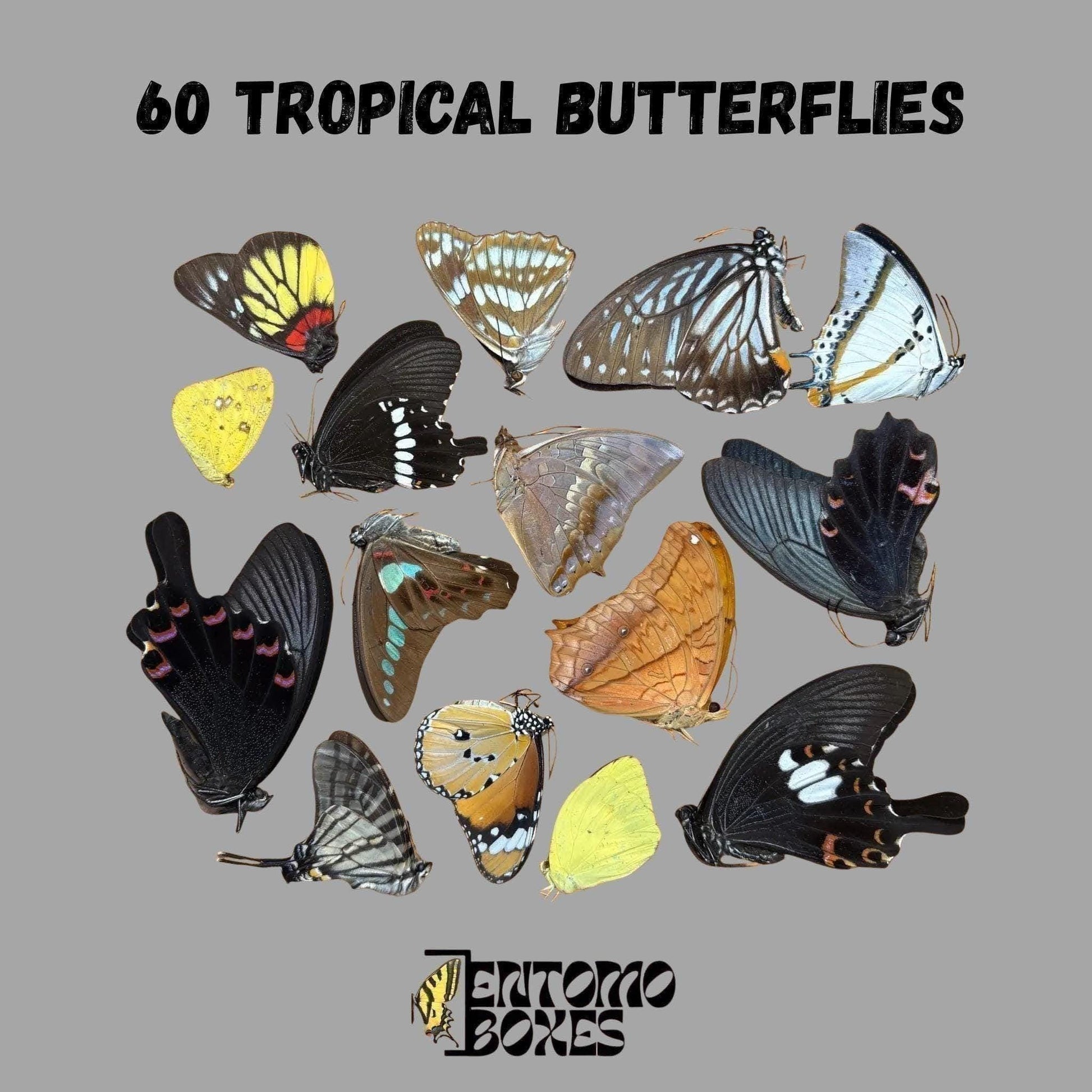 mix de sec tropical papillons