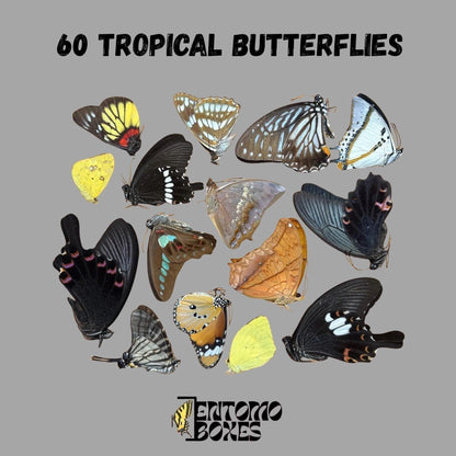 mix de sec tropical papillons