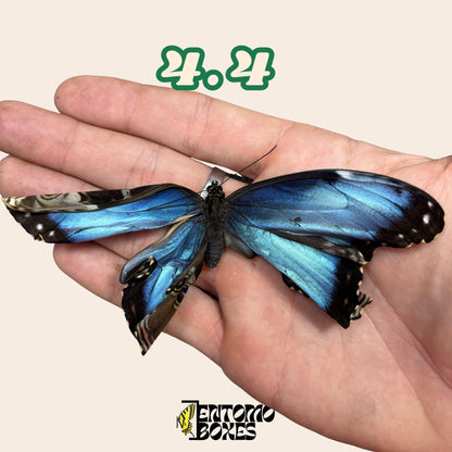 véritable bleu Morpho papillon: spécimen sec défectueux B-qualité pour réparation taxidermique