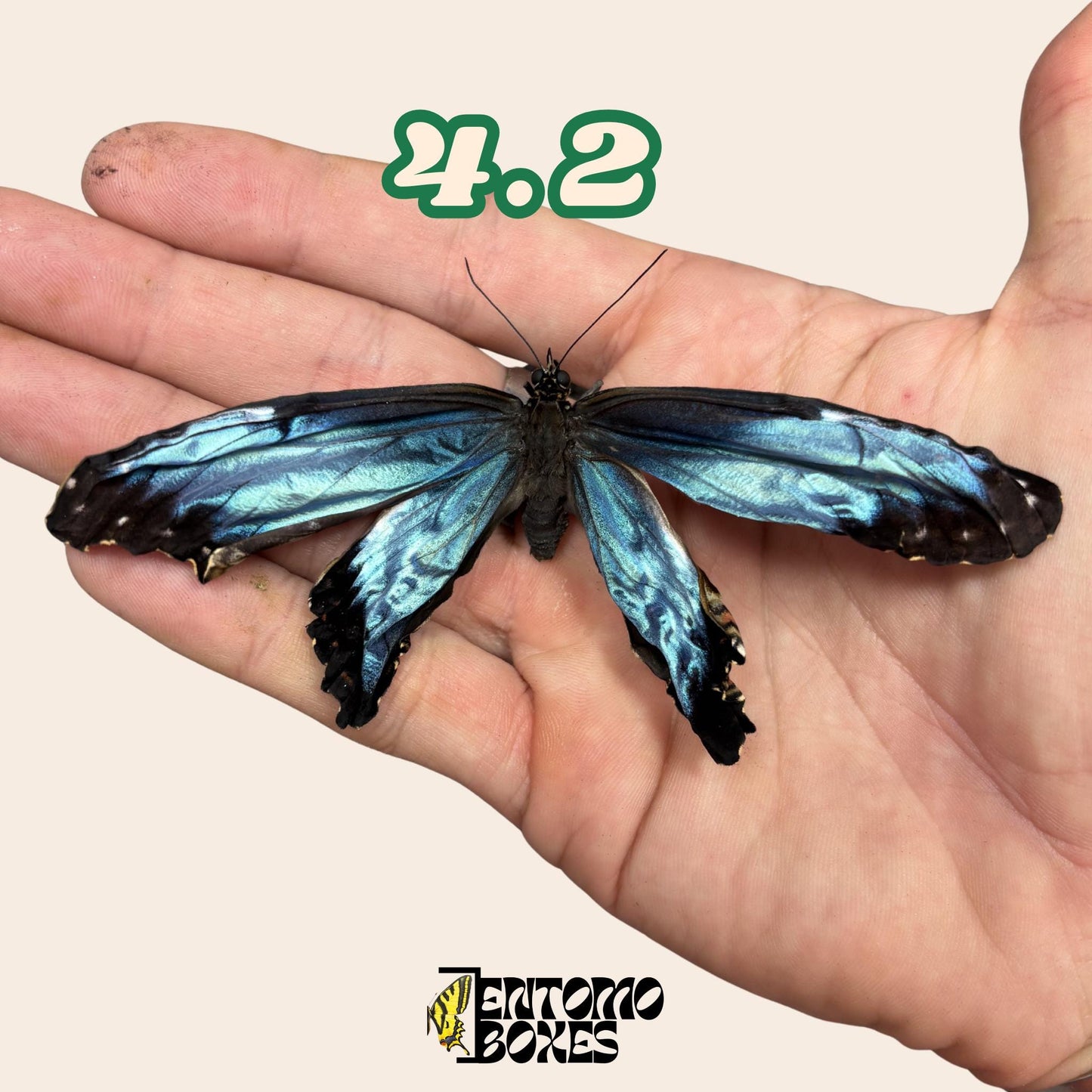 véritable bleu Morpho papillon: spécimen sec défectueux B-qualité pour réparation taxidermique