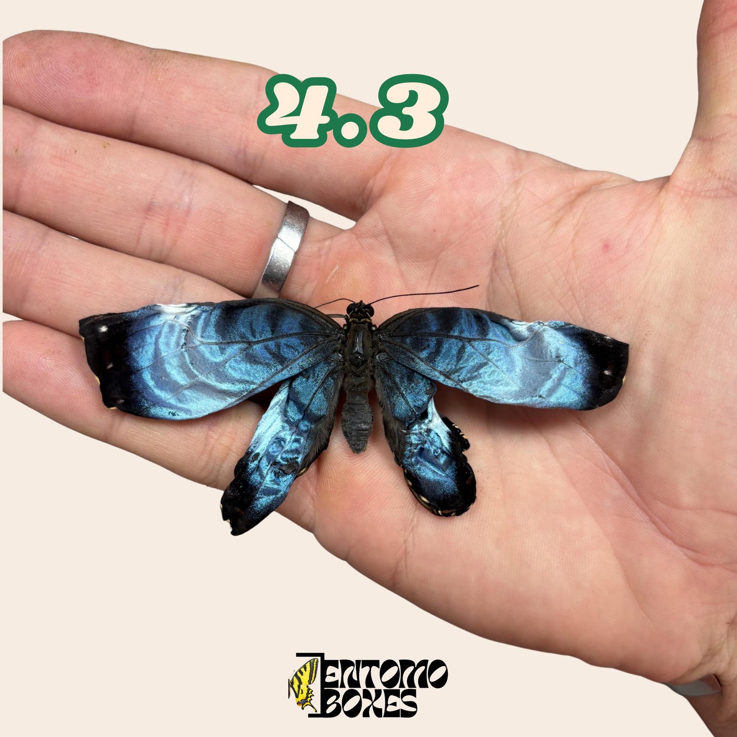 véritable bleu Morpho papillon: spécimen sec défectueux B-qualité pour réparation taxidermique