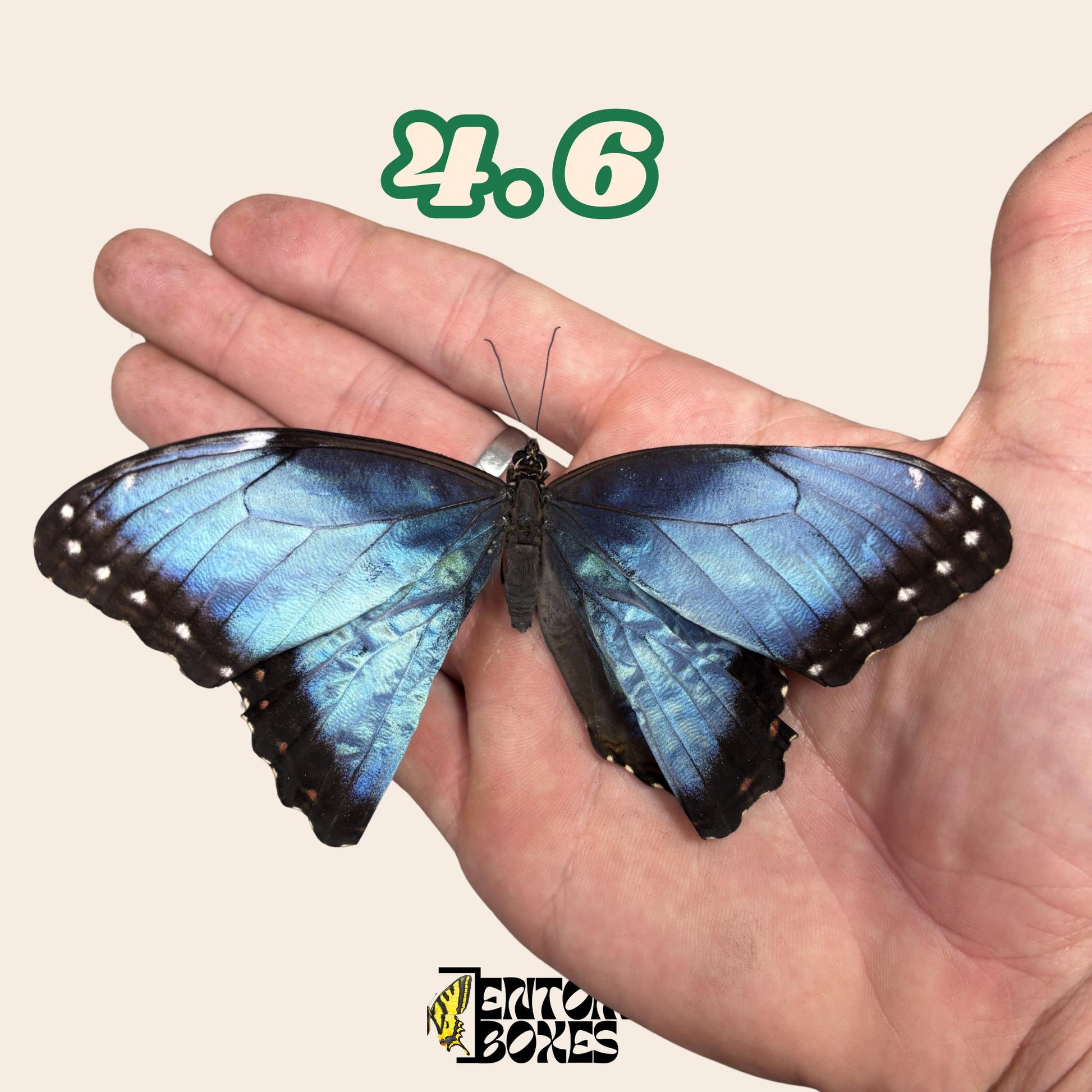 véritable bleu Morpho papillon: spécimen sec défectueux B-qualité pour réparation taxidermique