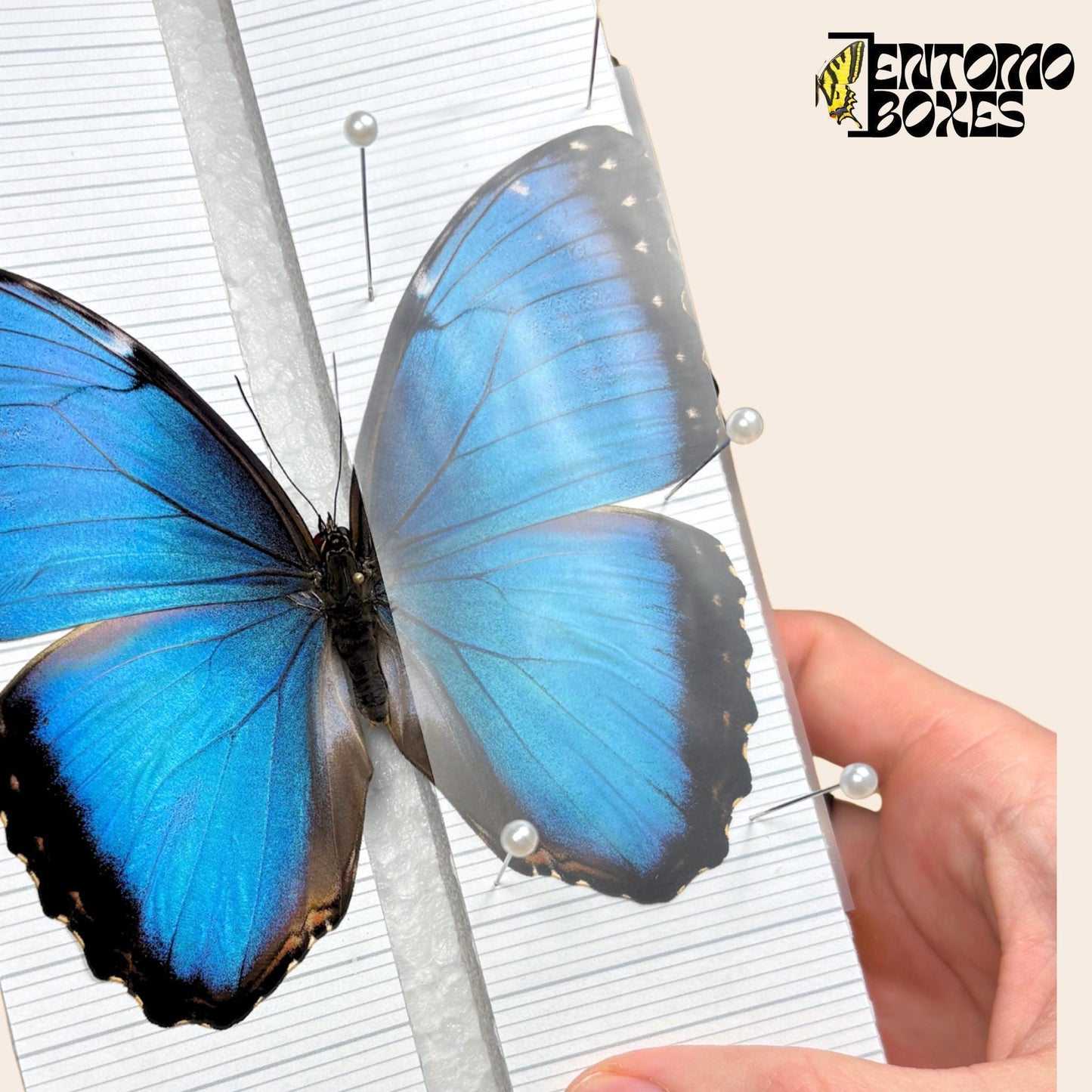 insect pinning foil strips (etsy image id: 8056399021)