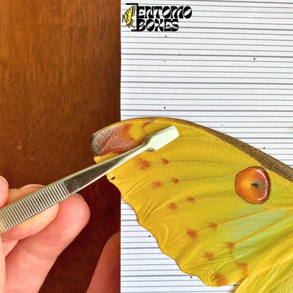 pince entomologique à bouts plats pour pinning papillons