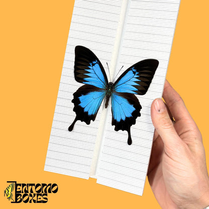 grande papillon étaloir avec grid sticker
