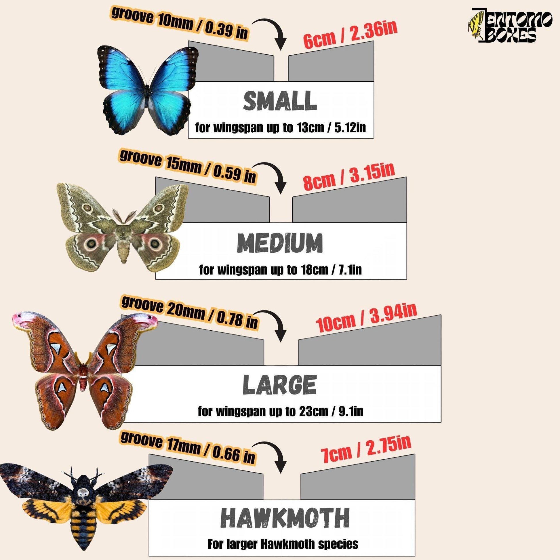 grande Angled étaloirs grid sticker papillons lépidoptères insecte taxidermie entomologie