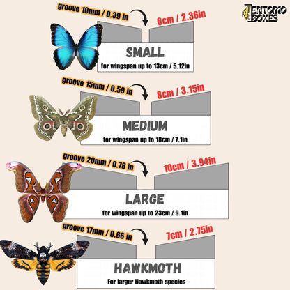 grande Angled étaloirs grid sticker papillons lépidoptères insecte taxidermie entomologie
