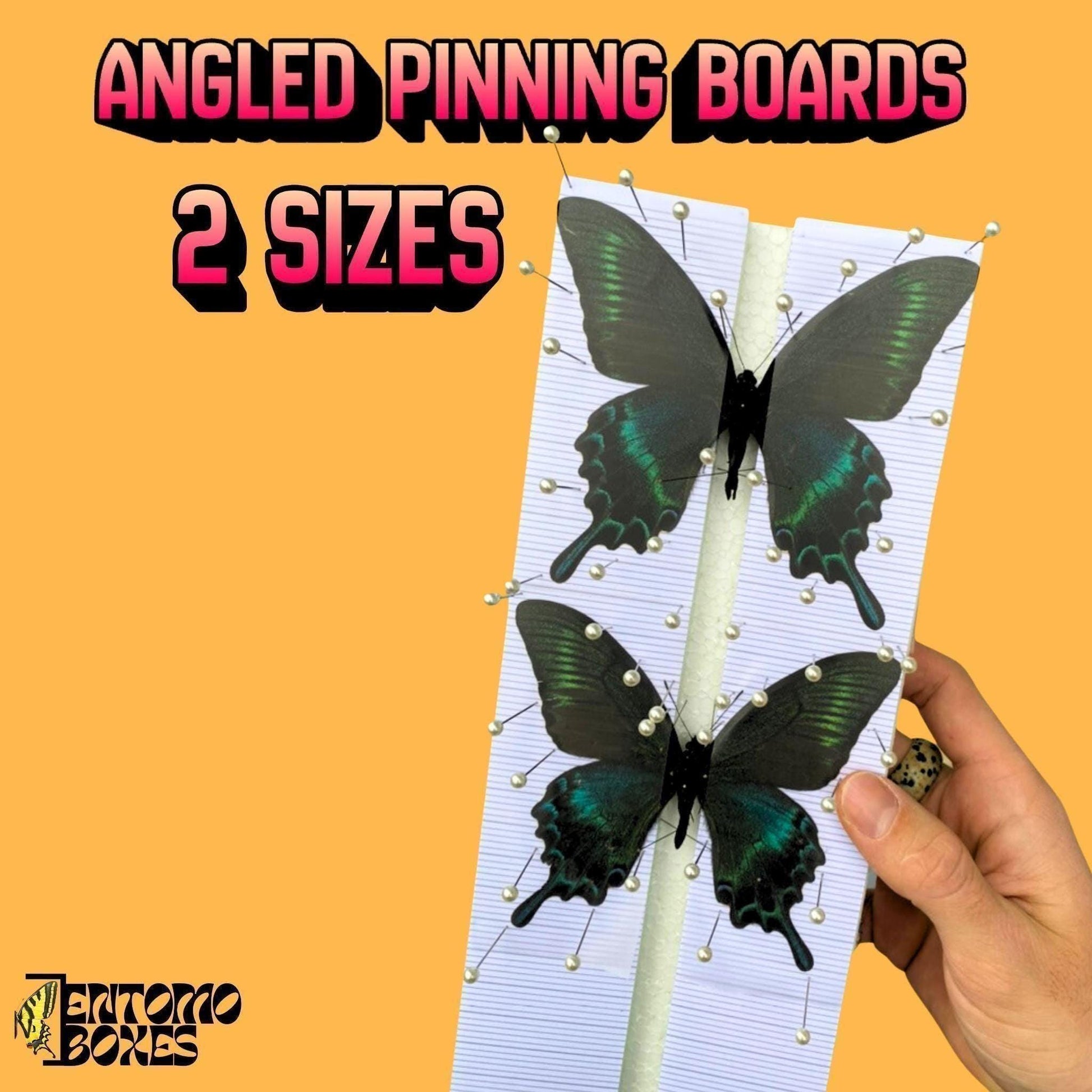 papillon pinning kitpapilio maackii papillons sur EntomoBoxes étaloir