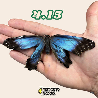 véritable bleu Morpho papillon: spécimen sec défectueux B-qualité pour réparation taxidermique