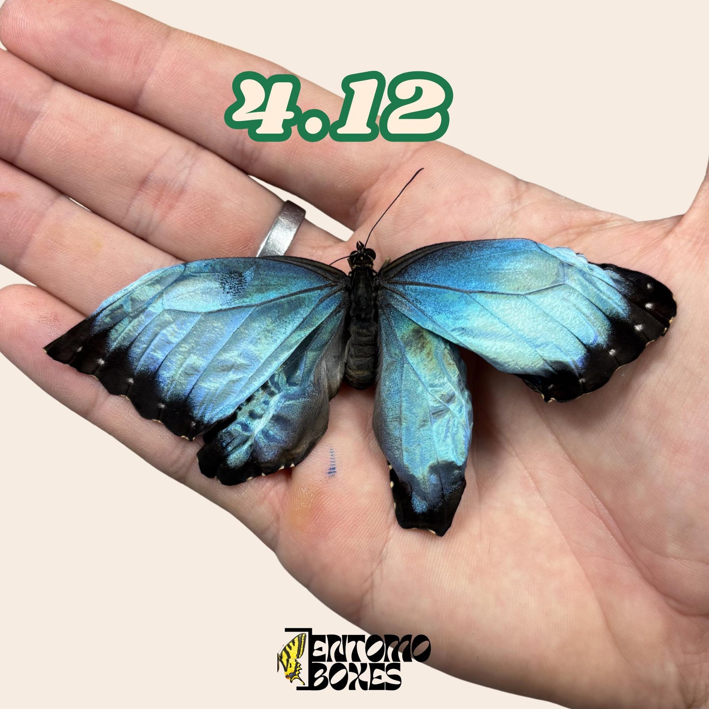 véritable bleu Morpho papillon: spécimen sec défectueux B-qualité pour réparation taxidermique