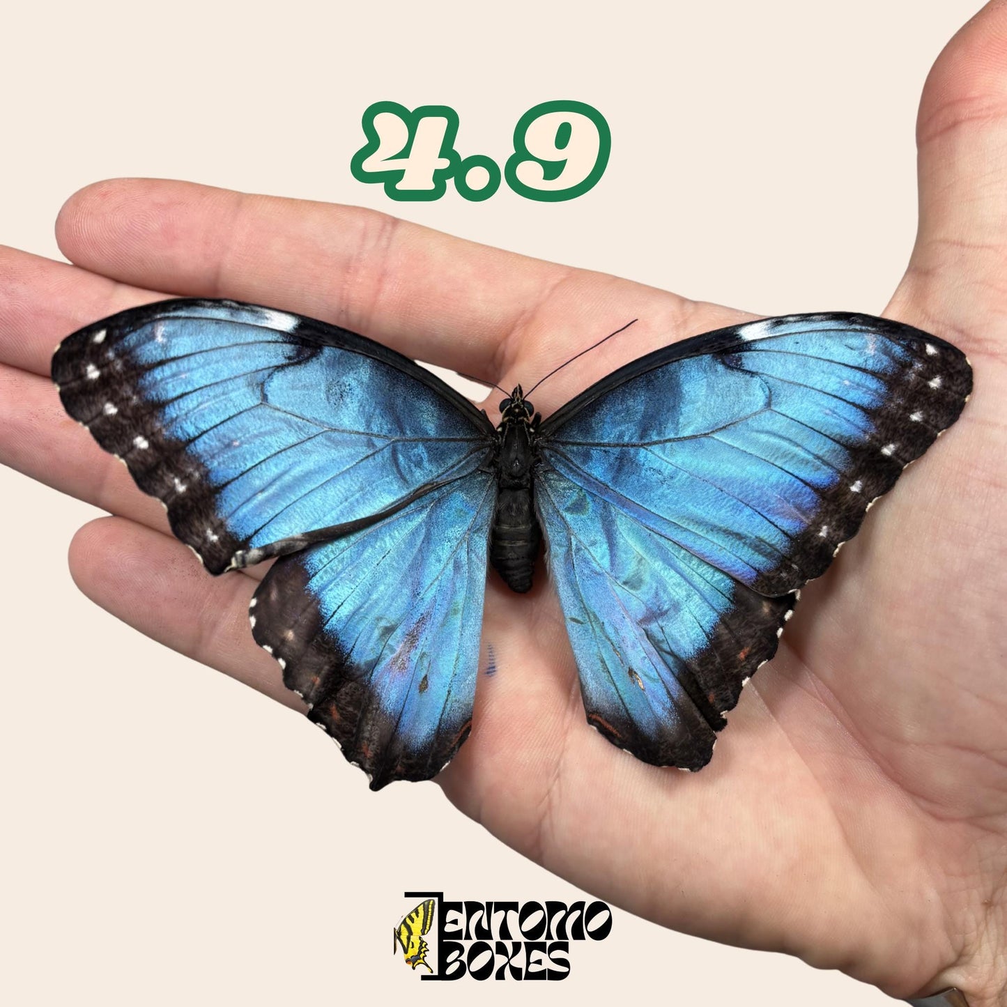 véritable bleu Morpho papillon: spécimen sec défectueux B-qualité pour réparation taxidermique
