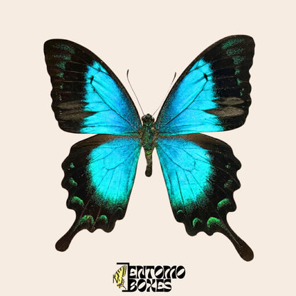 papilio lorquinianus étalé papillon