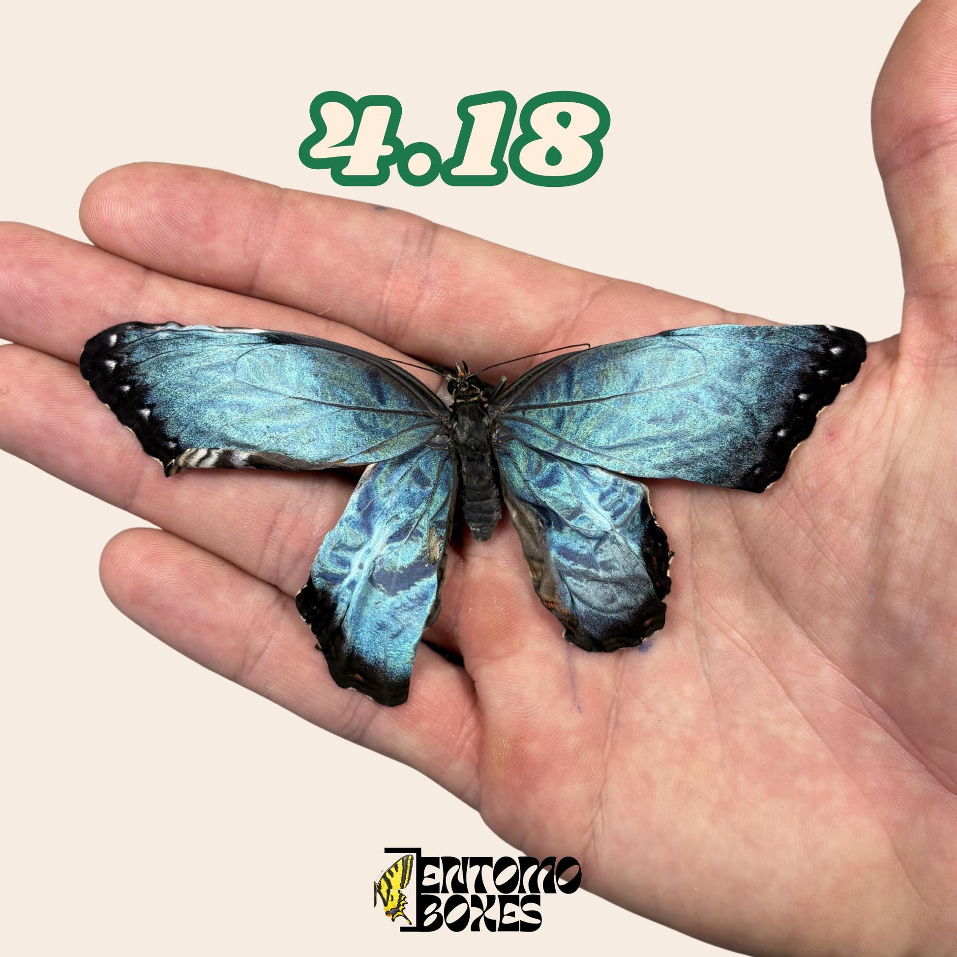 véritable bleu Morpho papillon: spécimen sec défectueux B-qualité pour réparation taxidermique
