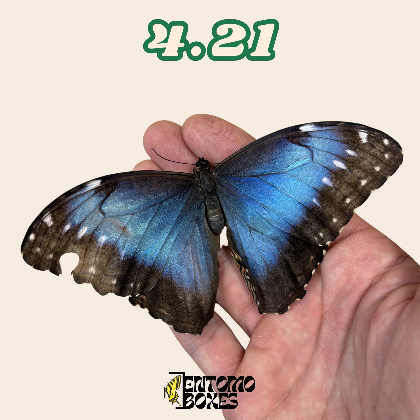 véritable bleu Morpho papillon: spécimen sec défectueux B-qualité pour réparation taxidermique
