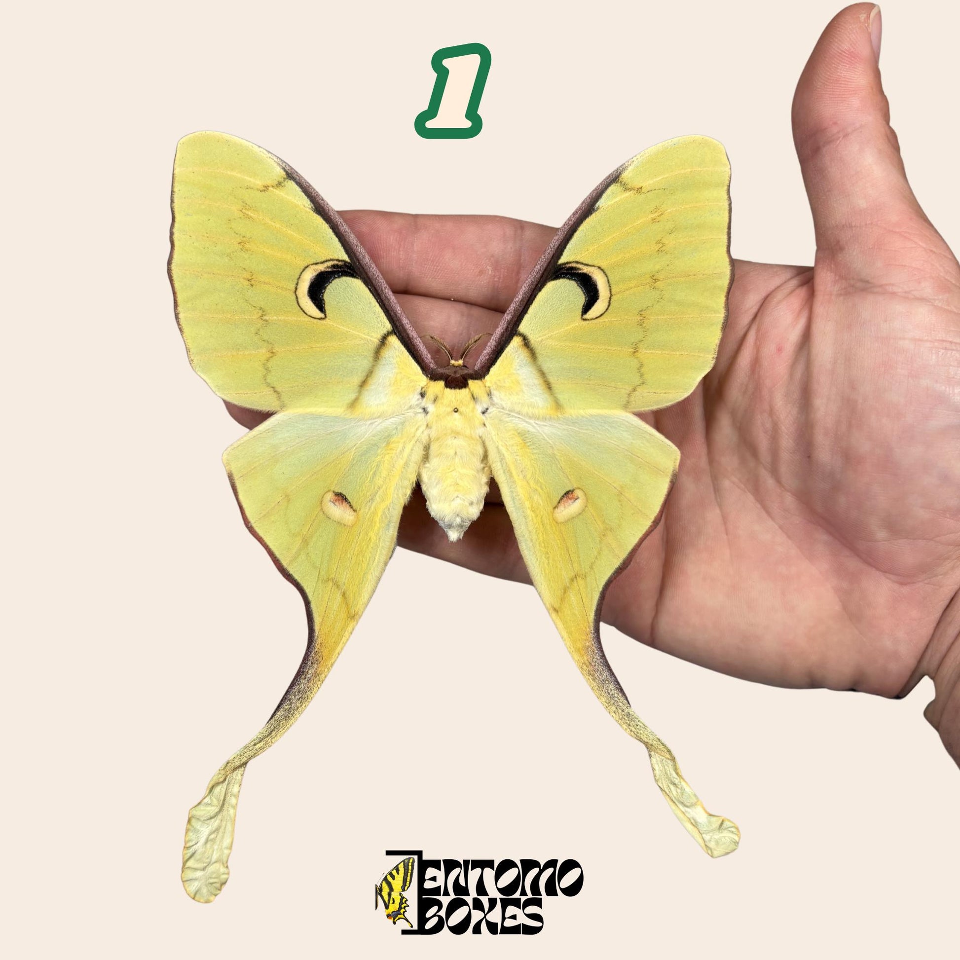 actias meanas female pinned __etsy:8096394696