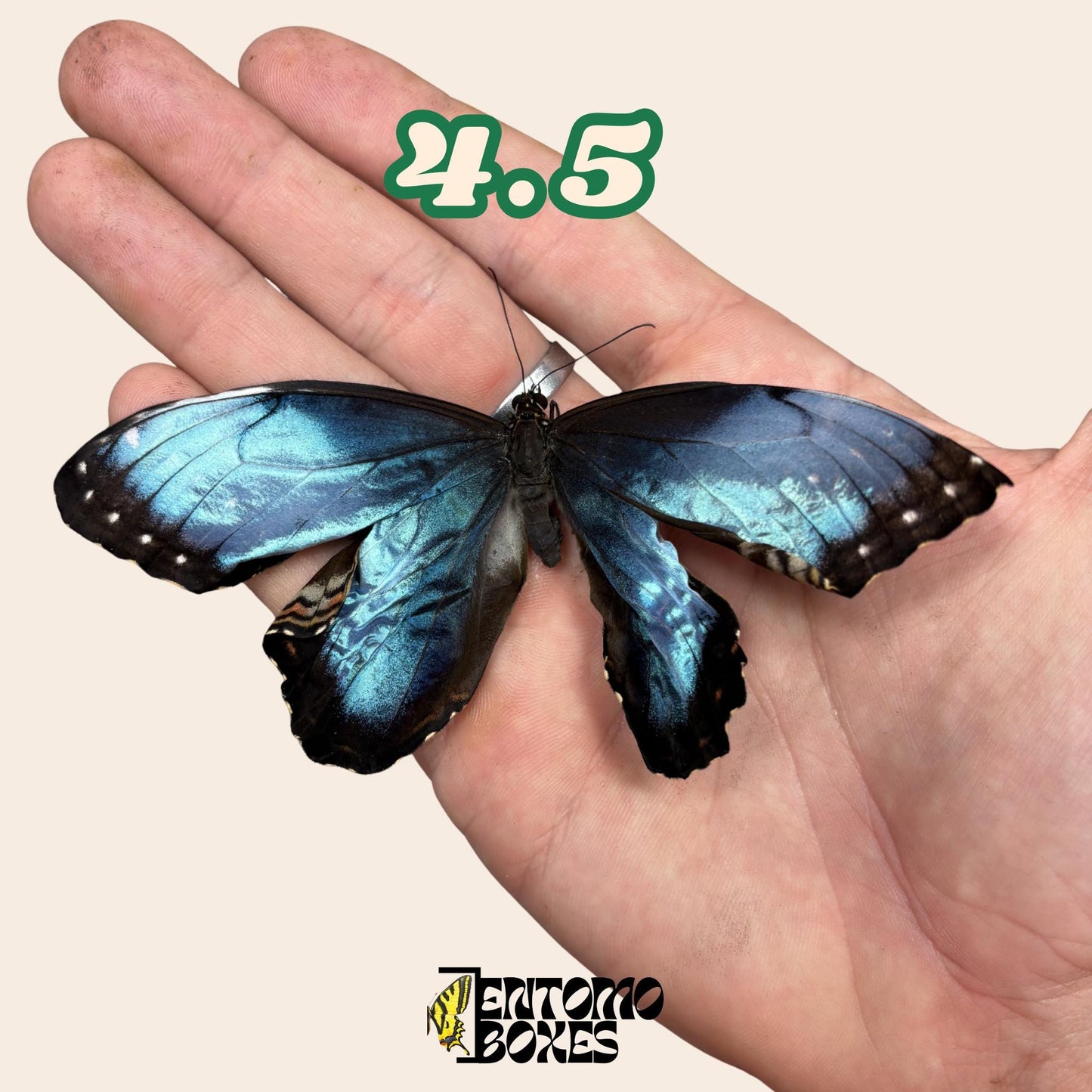 véritable bleu Morpho papillon: spécimen sec défectueux B-qualité pour réparation taxidermique
