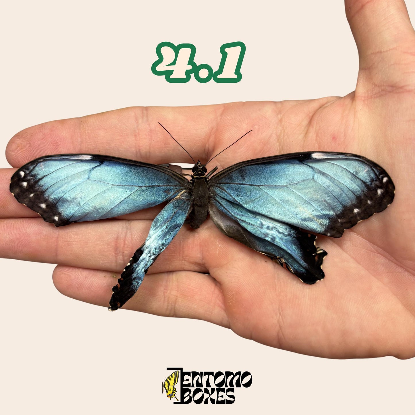 véritable bleu Morpho papillon: spécimen sec défectueux B-qualité pour réparation taxidermique