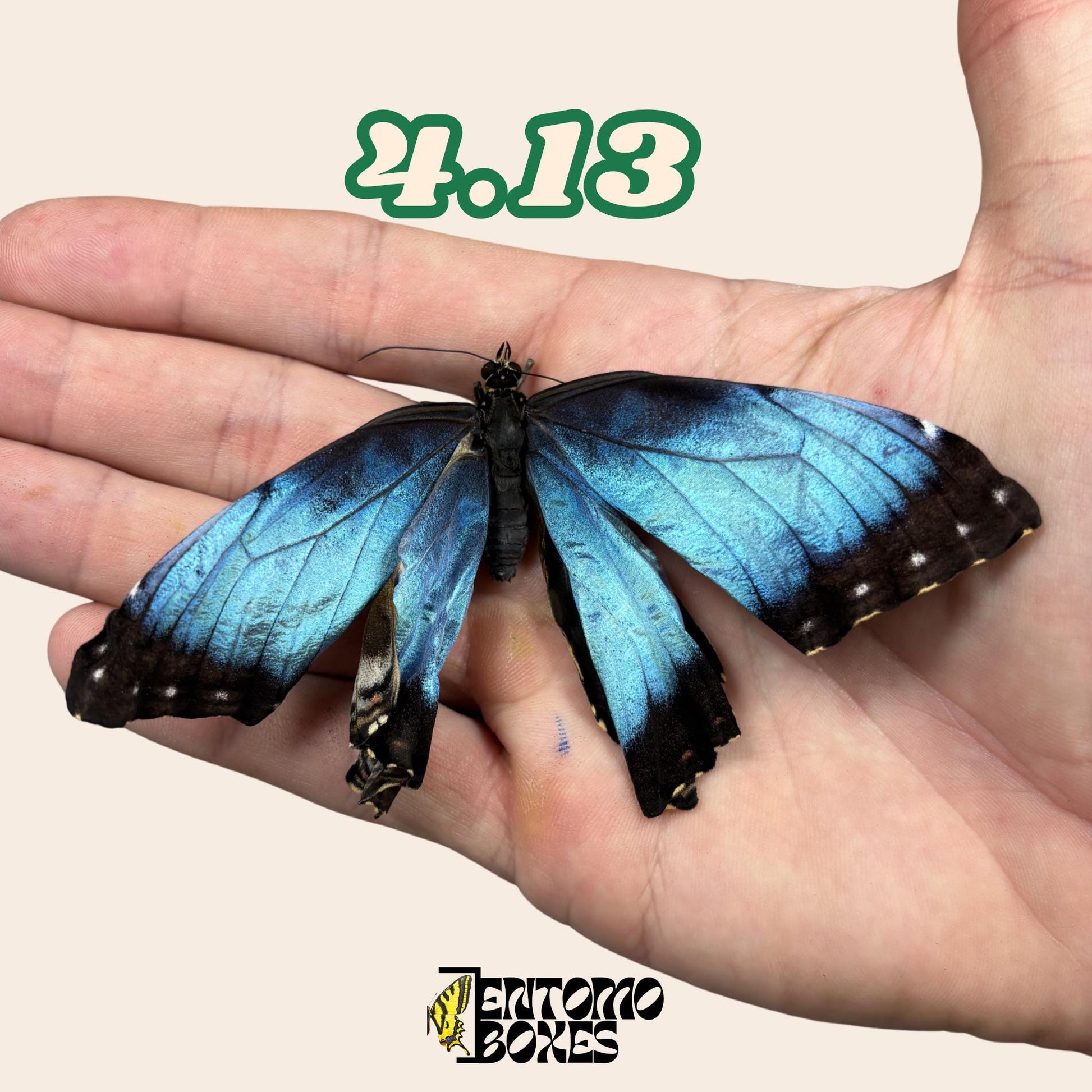 véritable bleu Morpho papillon: spécimen sec défectueux B-qualité pour réparation taxidermique