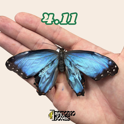 véritable bleu Morpho papillon: spécimen sec défectueux B-qualité pour réparation taxidermique
