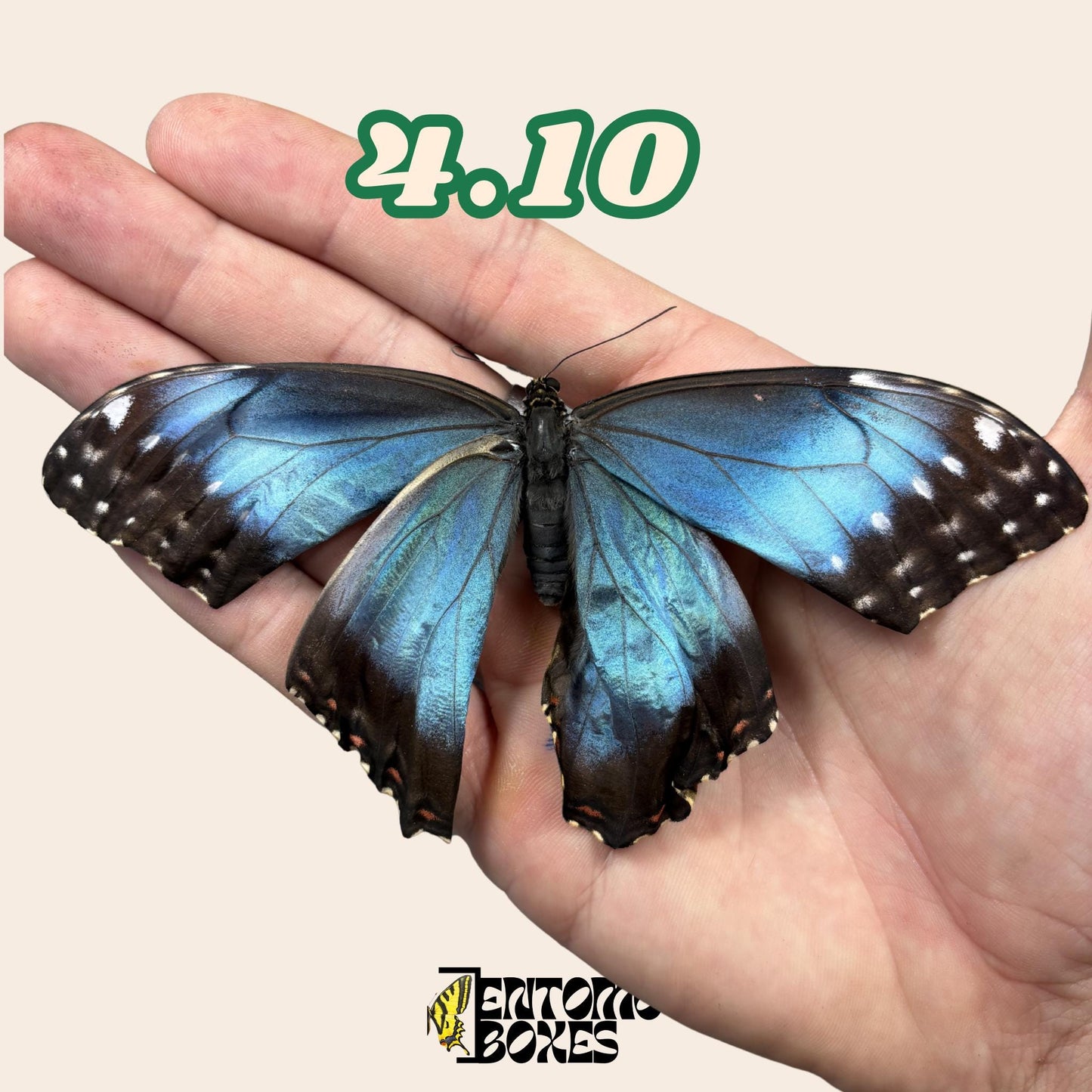 véritable bleu Morpho papillon: spécimen sec défectueux B-qualité pour réparation taxidermique