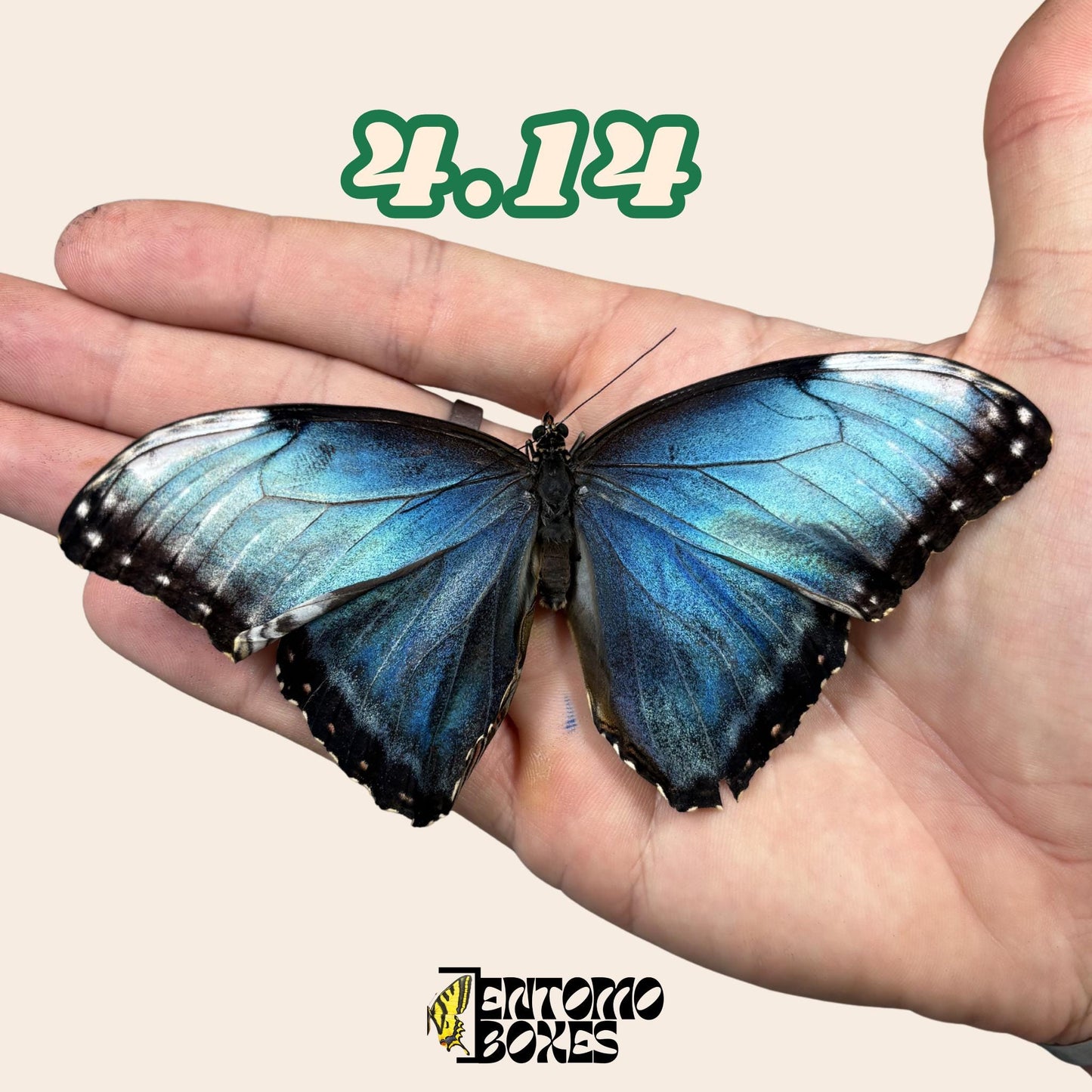 véritable bleu Morpho papillon: spécimen sec défectueux B-qualité pour réparation taxidermique
