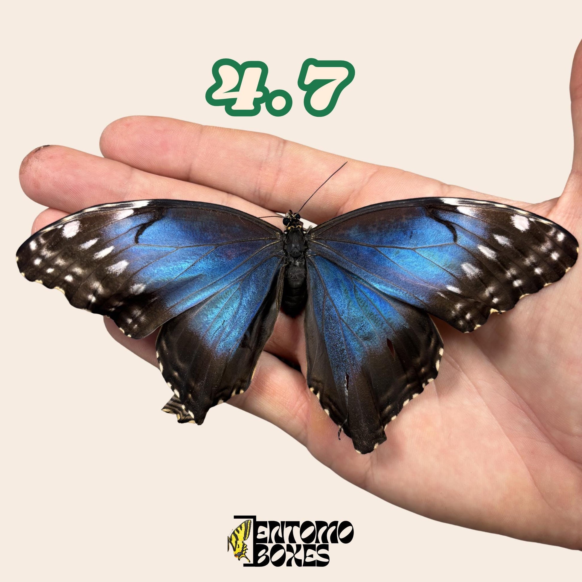 véritable bleu Morpho papillon: spécimen sec défectueux B-qualité pour réparation taxidermique