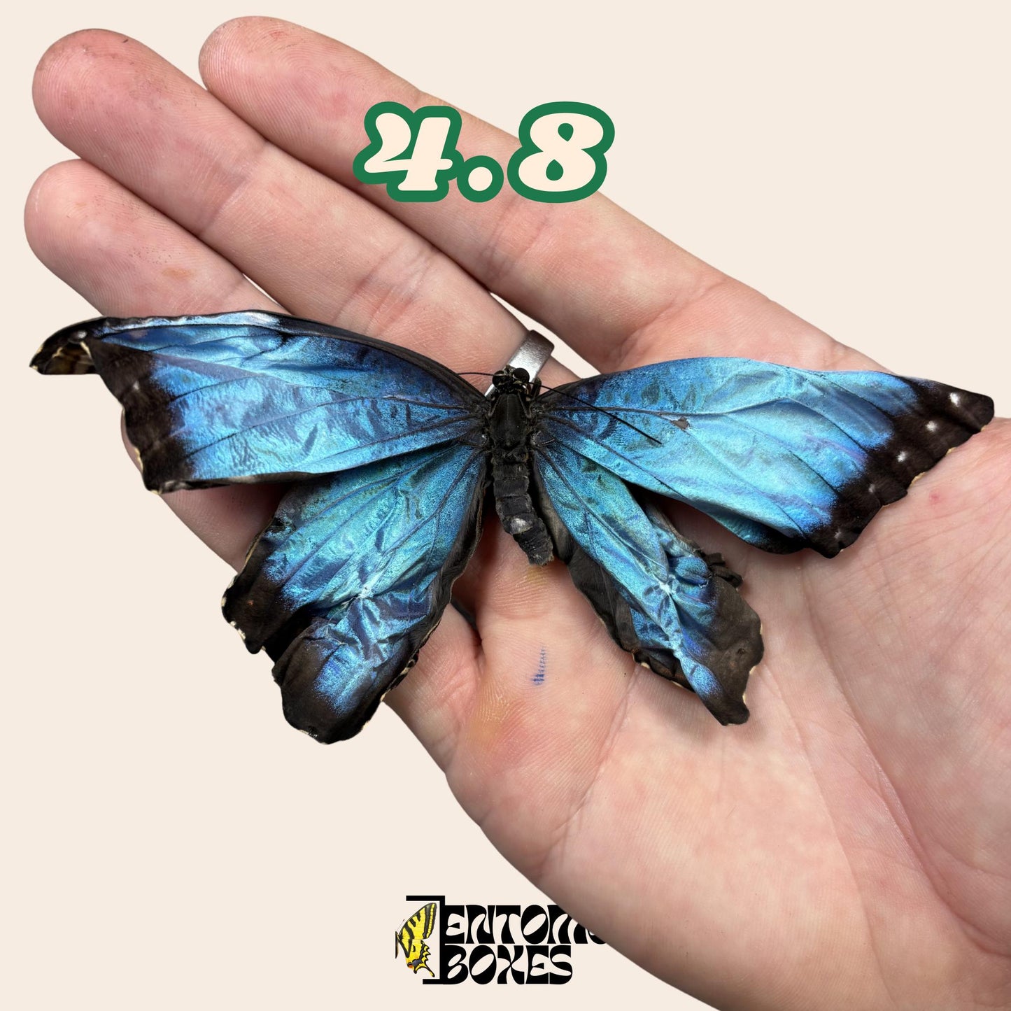 véritable bleu Morpho papillon: spécimen sec défectueux B-qualité pour réparation taxidermique