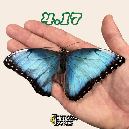 véritable bleu Morpho papillon: spécimen sec défectueux B-qualité pour réparation taxidermique