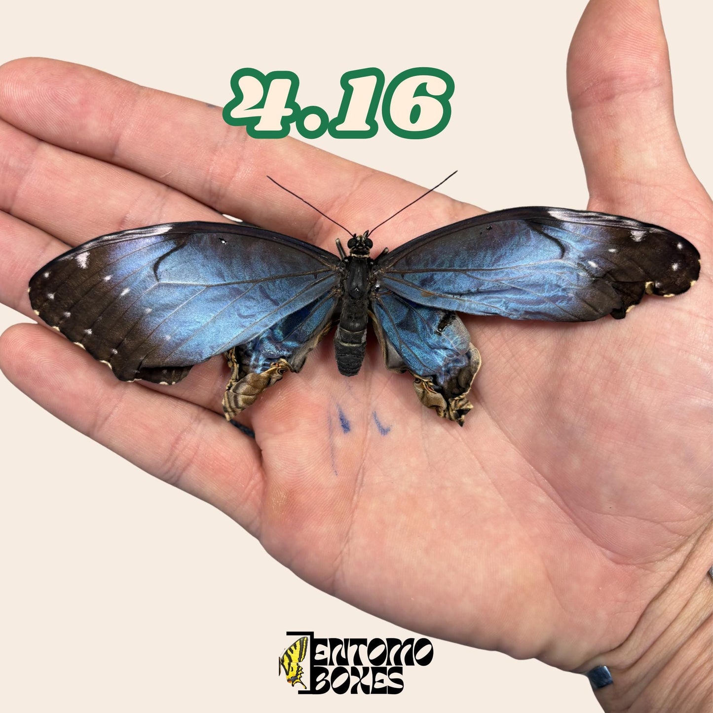 véritable bleu Morpho papillon: spécimen sec défectueux B-qualité pour réparation taxidermique