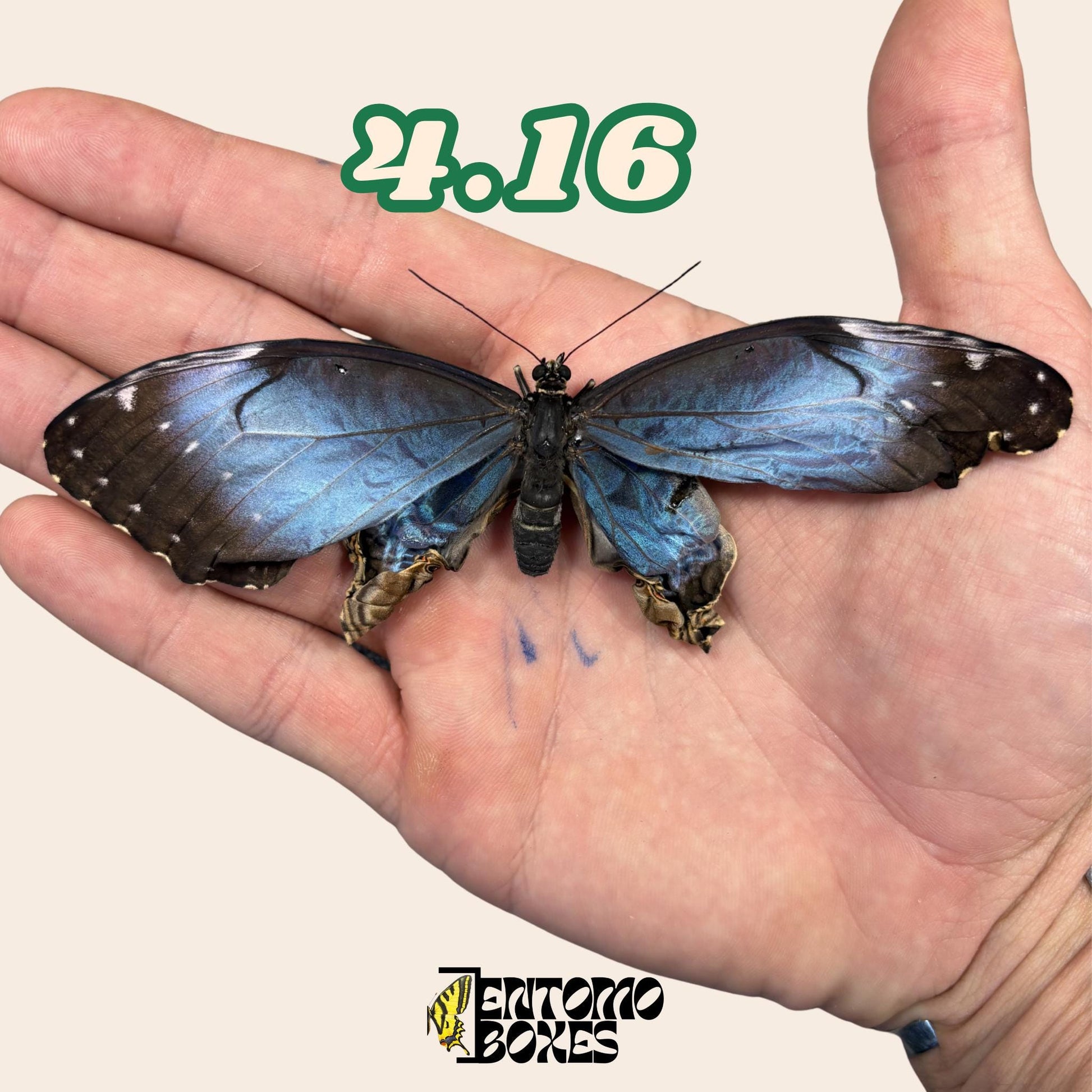 véritable bleu Morpho papillon: spécimen sec défectueux B-qualité pour réparation taxidermique