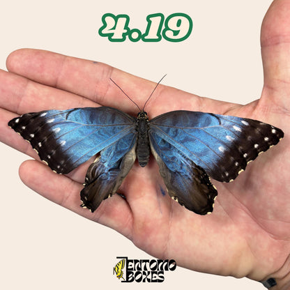véritable bleu Morpho papillon: spécimen sec défectueux B-qualité pour réparation taxidermique
