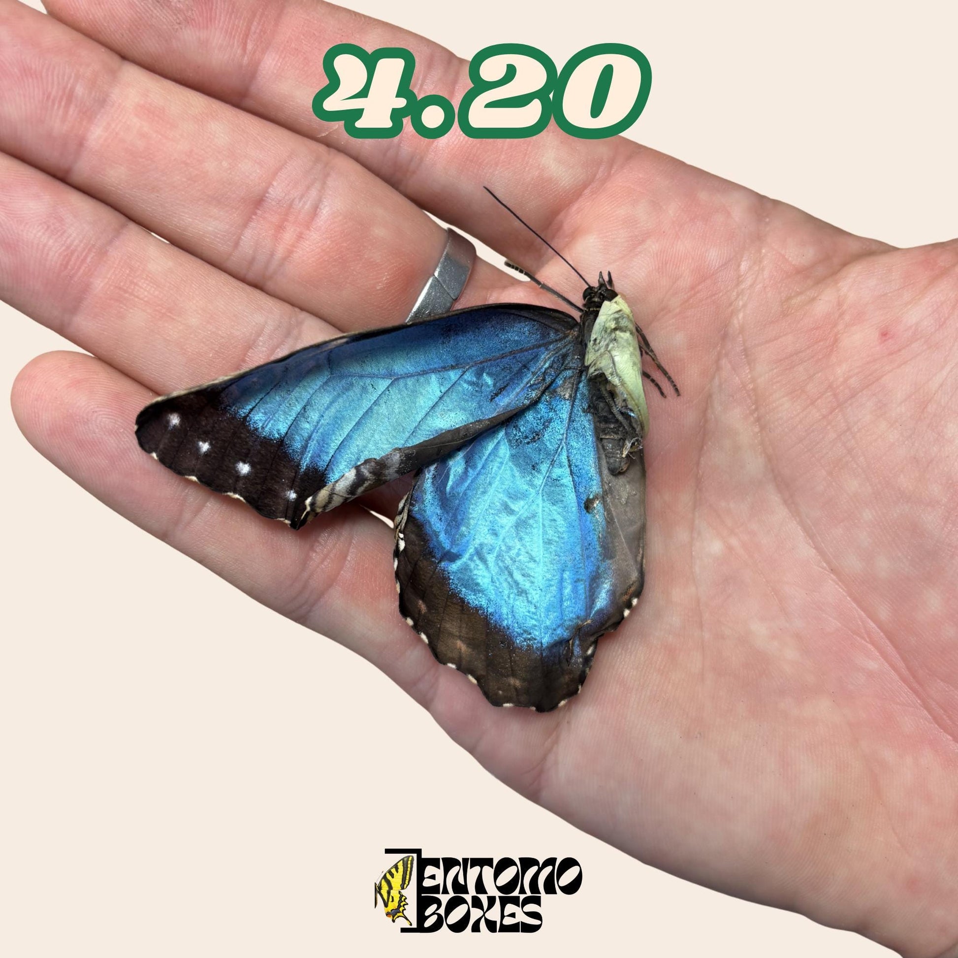 véritable bleu Morpho papillon: spécimen sec défectueux B-qualité pour réparation taxidermique