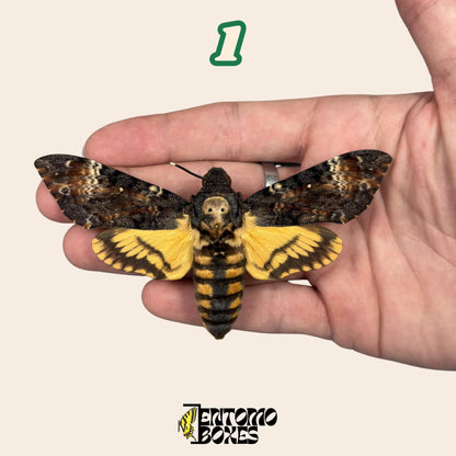 acherontia atropos étalé lépidoptère