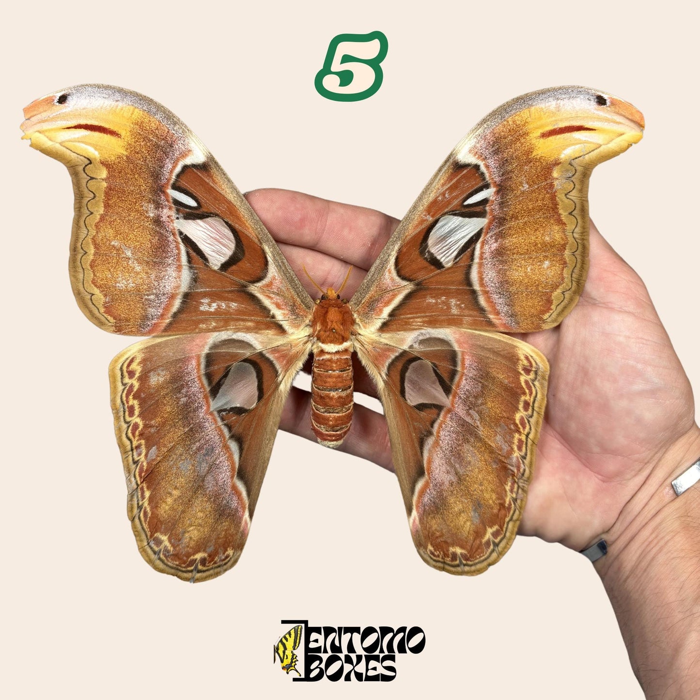 étalé Attacus Attacus atlas: véritable Giant Atlas lépidoptère séricigène spécimen pour collection taxidermique