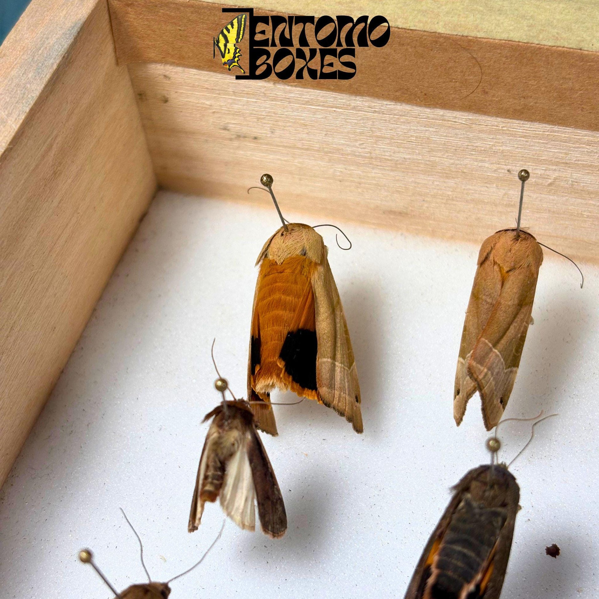 Several unspread European moths pinned on entomology pins inside a wooden display box, wings folded flat against their brown and gray bodies.