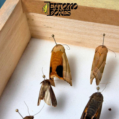 Several unspread European moths pinned on entomology pins inside a wooden display box, wings folded flat against their brown and gray bodies.